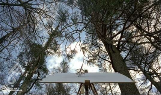 نقاشی هایی که درختان کشیدند